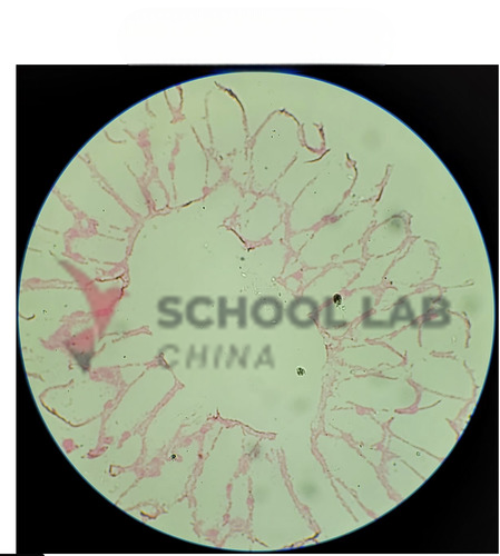 Prepared Microscope Slide Set - Histology II - Set of 20 Slides